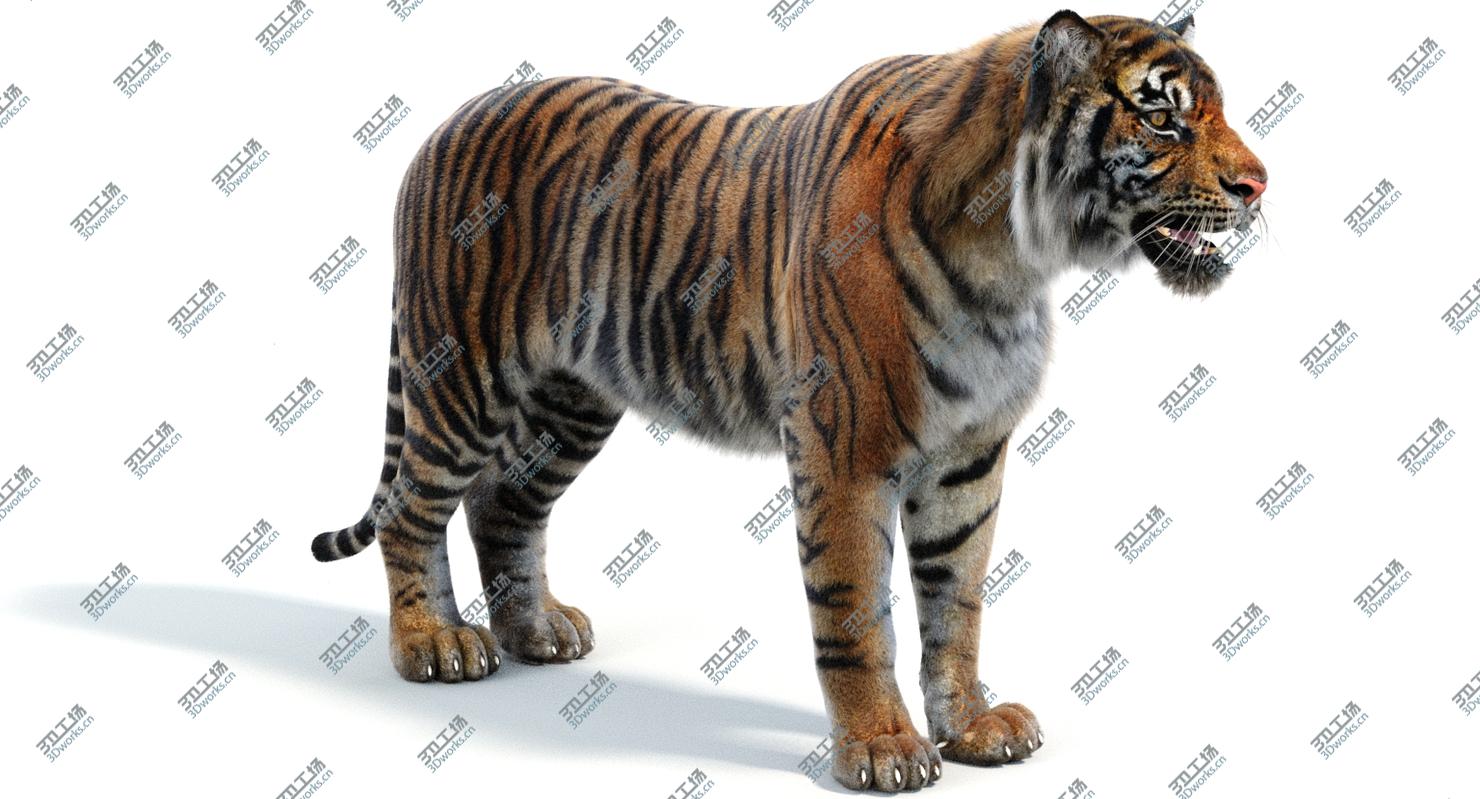 images/goods_img/202105071/Sumatran Tiger (Fur) model/5.jpg